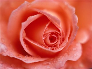 Flowers By Rachelle: Service Image-1 Flowers By Rachelle: Service Image-1